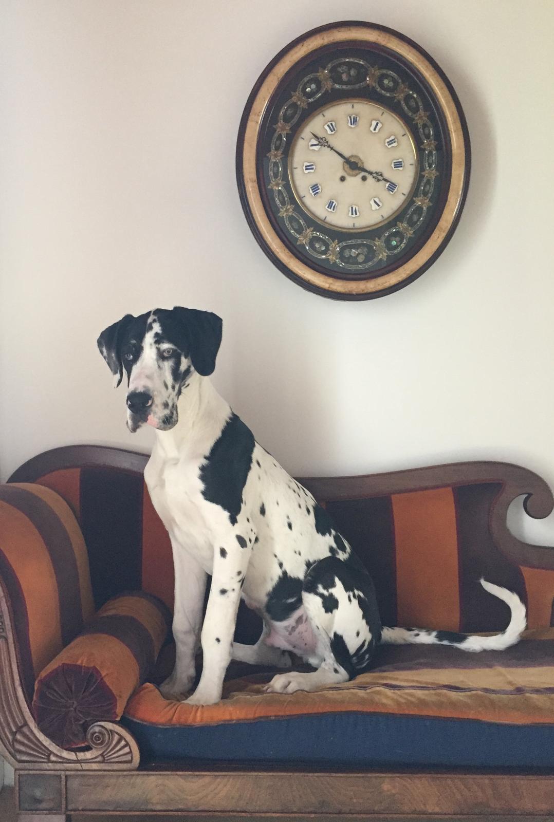 Hector
